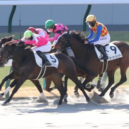 【京都競馬】先週日曜、競走馬たちは渋滞を乗り越え競馬場に到着