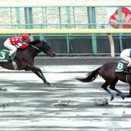【京都競馬】先週日曜、競走馬たちは渋滞を乗り越え競馬場に到着