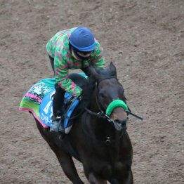 【根岸Ｓ】調教マル得チェック