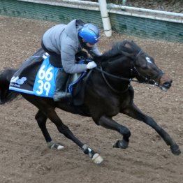 【根岸Ｓ】調教マル得チェック