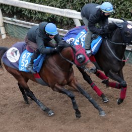 【シルクロードＳ】調教マル得チェック①