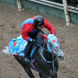 【シルクロードＳ】ビッグシーザー骨折明けでもＡ評価