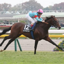 【白富士Ｓ】ウィクトルウェルス連勝を「５」に伸ばせるか