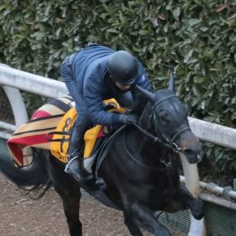 【シルクロードＳ】エイシンフェンサー連覇を目指す