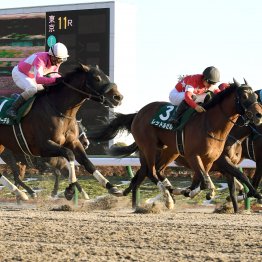 【根岸Ｓ】データ作戦　差し、追い込み馬に要警戒