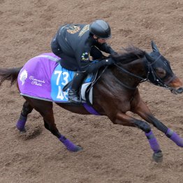 【根岸Ｓ】今週もまた友道厩舎だ ダノンフィーゴ初重賞取り