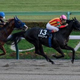 【新居の土曜競馬コラム・白嶺Ｓ】