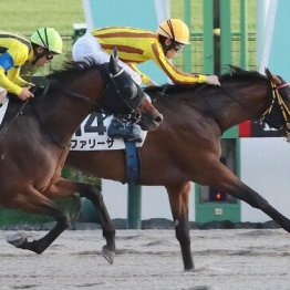 【木津の土曜競馬コラム・白嶺Ｓ】