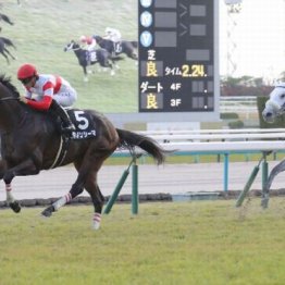 【大谷の土曜競馬コラム・白富士Ｓ】