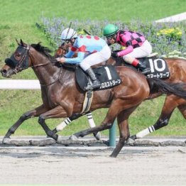 【武田の土曜競馬コラム・舞鶴Ｓ】