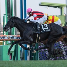 【橘の日曜競馬コラム・シルクロードＳ】