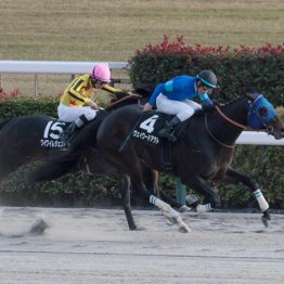 【根岸Ｓ】◎ウェイワードアクト　東京パーフェクト　勝負気配です