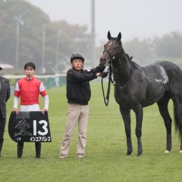 【根岸Ｓ】◎インユアパレス　坂路１Ｆ11秒７　まずＧⅢ奪取