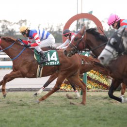 昨年に続きファインニードル産駒の５歳牝馬が制したシルクロードＳ