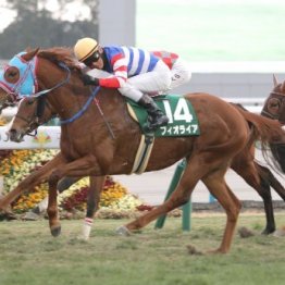 【シルクロードＳ】逃げ馬は忘れた頃に…フィオライアの父ファインニードルは短距離重賞の穴血統だった