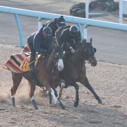 【東京新聞杯】調教マル得チェック②