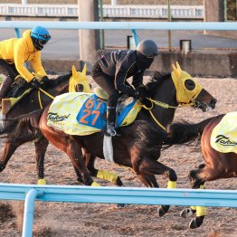 【東京新聞杯】調教マル得チェック②