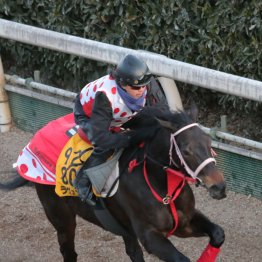 【東京新聞杯】ラヴァンダ休み明けでも仕上がり上々