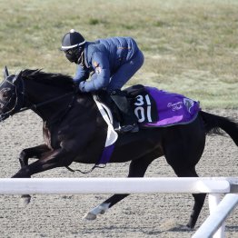 【きさらぎ賞】６億超えの超高額馬エムズビギン