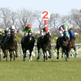 【東京新聞杯】データ作戦　今年も牝馬を狙え