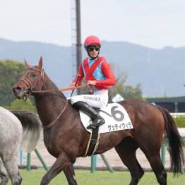 【田中の土曜競馬コラム・橿原Ｓ】