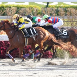 【小倉本紙・勝羽の土曜小倉11Ｒ】