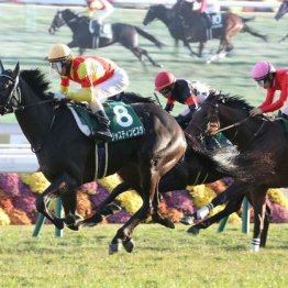 【新居の日曜競馬コラム・きさらぎ賞】