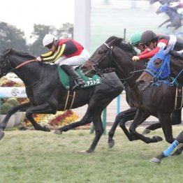 【きさらぎ賞】ゾロアストロが大激戦を制して重賞制覇