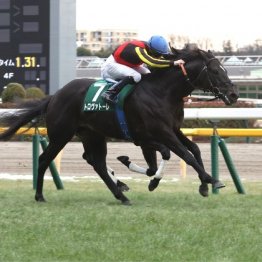 【東京新聞杯】ルメール騎乗トロヴァトーレが重賞２勝目