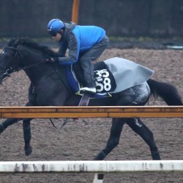 【共同通信杯】調教マル得チェック