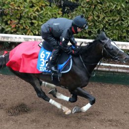 【京都記念】調教マル得チェック①