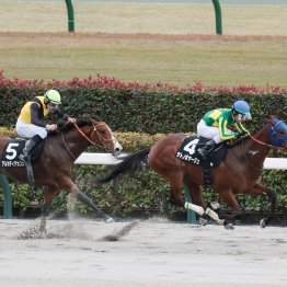 サウジＣの前にも重賞が目白押し