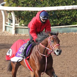 【サウジＣ】フォーエバーヤングの相手探し！？ サウジＣを大展望