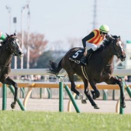 【新居の土曜競馬コラム・クイーンＣ】