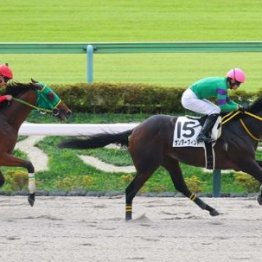 【飯島の土曜競馬コラム・東京４Ｒ】
