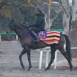 【新居の土曜競馬コラム・京都記念】