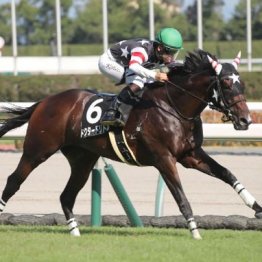 【橘の土曜競馬コラム・京都記念】