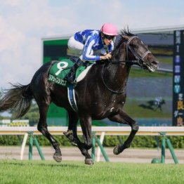 【東京本紙・外山の共同通信杯】