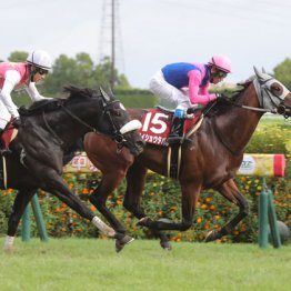 【京都記念】◎ジューンテイク　父キズナ×ロベルト系　消耗戦で浮上