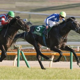 【共同通信杯】左回りに戻ってリアライズシリウスが本領発揮